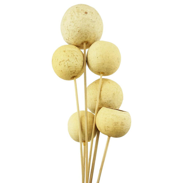 Dried Natural Bell Cups Bundle