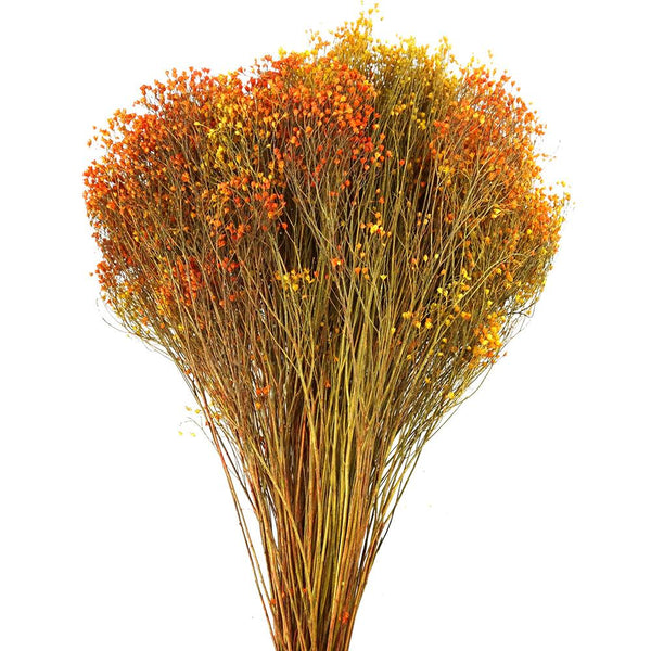 Dried Natural Broom Bloom Flowers Bundle, Autumn