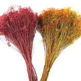 Dried Natural Broom Bloom Flowers Bundle