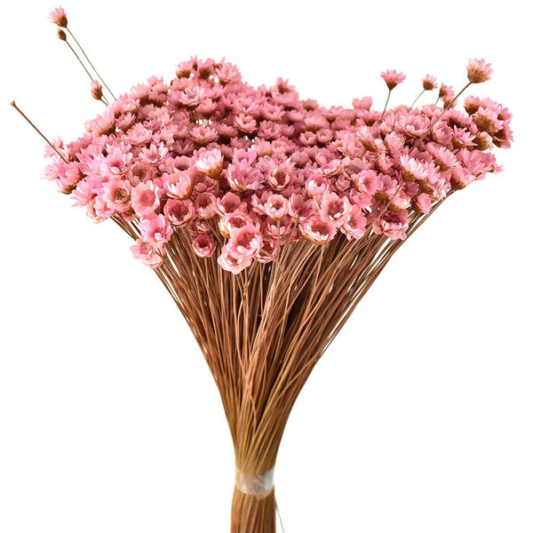 Dried Natural Star Flowers Bundle, Pink