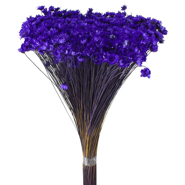 Dried Natural Star Flowers Bundle, Purple