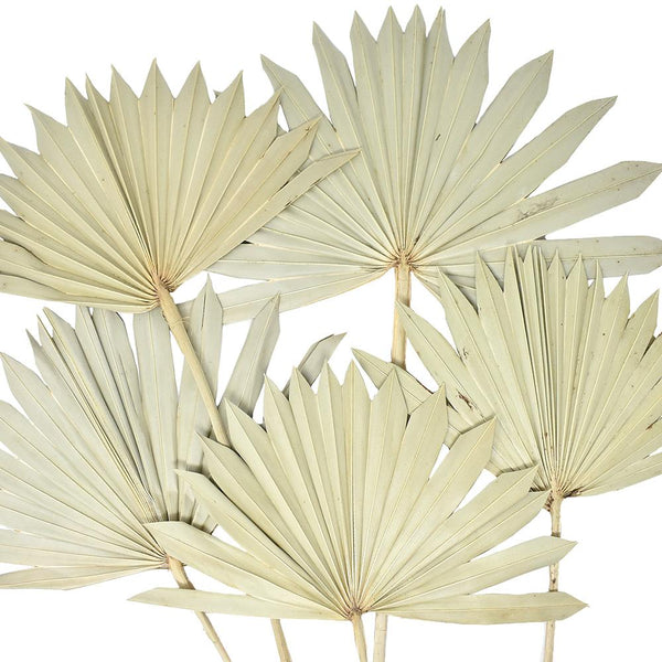 Dried Natural Sun Palm Leaves Bundle, Natural, 5-Piece