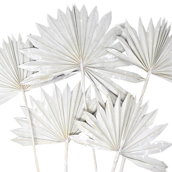 Dried Natural Sun Palm Leaves Bundle, White Wash, 5-Piece