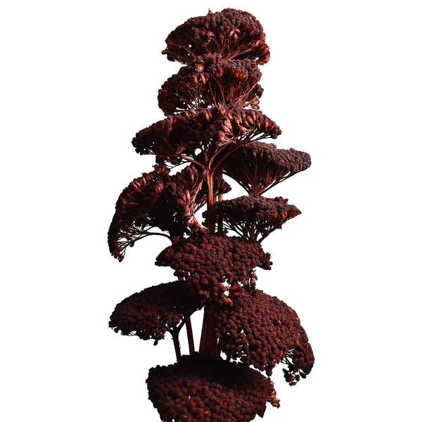 Dried Natural Yarrow Flower Bundle, Chocolate