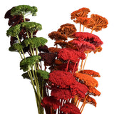 Dried Natural Yarrow Flower Bundle