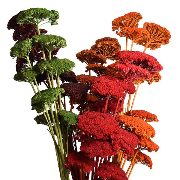 Dried Natural Yarrow Flower Bundle