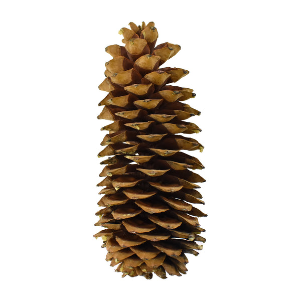 Dried Natural Sugar Pine Cone, Natural
