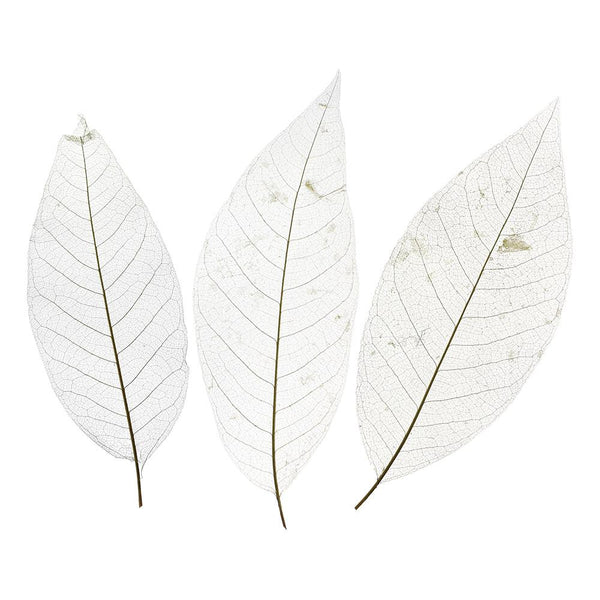 Bleached Magnolia Skeleton Leaves Bundle
