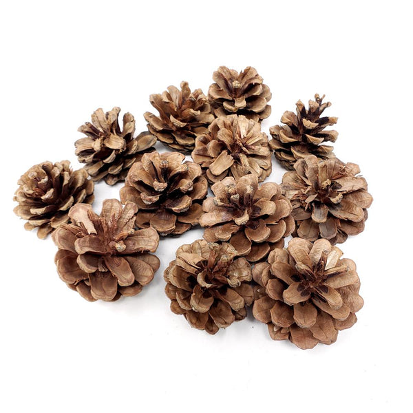 Decorative Craft Jack Pine Cones, 1-3/4-Inch, 12-Count