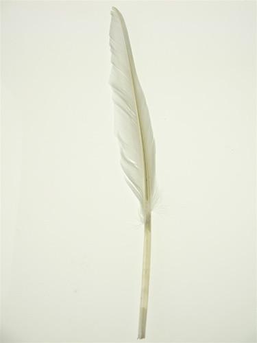 Duck Feather Decorative, 14-inch, 10-Piece, White